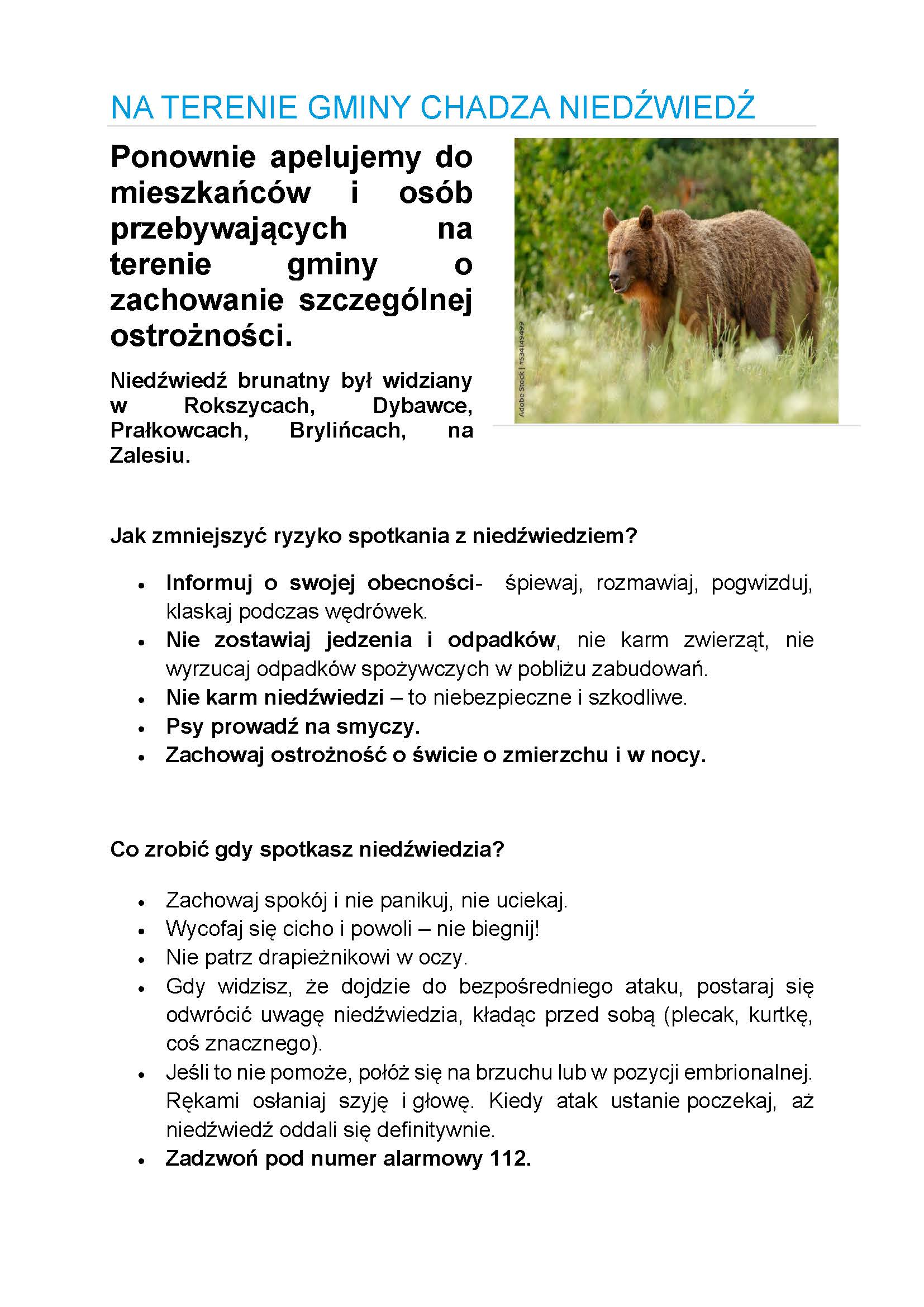 ponownie niedźwiedź